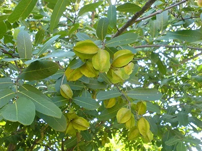 Terminalia Arjuna Arjun Tree