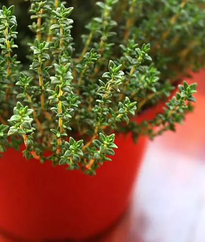 Thyme Herb Seed Thyme Herb Seed In Pakistan, sow thyme seeds in spring in sunny, well-drained soil. Keep moist until germination. Transplant seedlings, prune regularly, and enjoy culinary benefits.