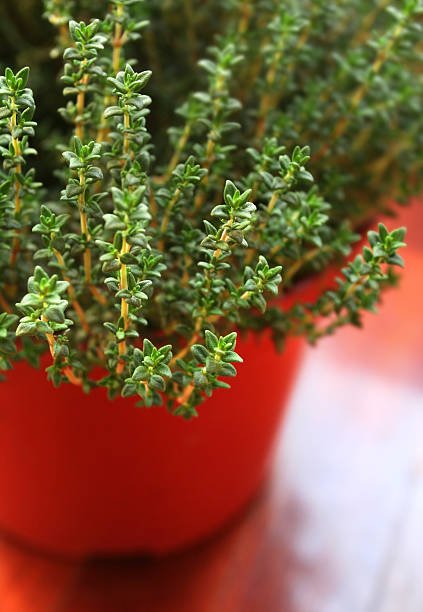 Thyme Herb Seed In Pakistan, sow thyme seeds in spring in sunny, well-drained soil. Keep moist until germination. Transplant seedlings, prune regularly, and enjoy culinary benefits.