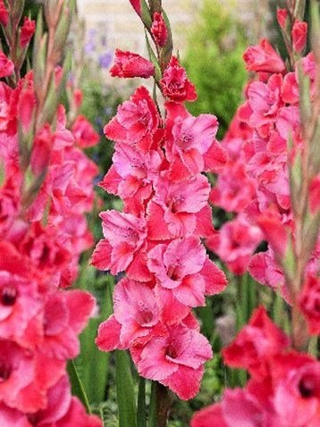 SKY SEEDS Gladiolus TITANIC 10 BULBS DEAL ( ADVANCE BOOKING POLICY )