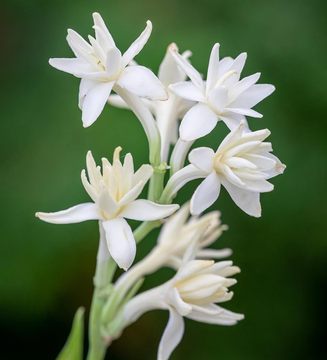 SKY SEEDS TUBE ROSES BULBS FOR SUMMER SEASON 20 BULBS