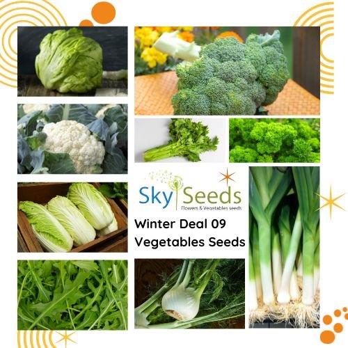 9 Vegetables Seeds Deal 1- fennel 2- Broccoli 3- Parsley 4- Celery 5- Iceberg Lettuce 6- leek 7- Chinese Cabbage 8- Cauliflower 9- Rocket