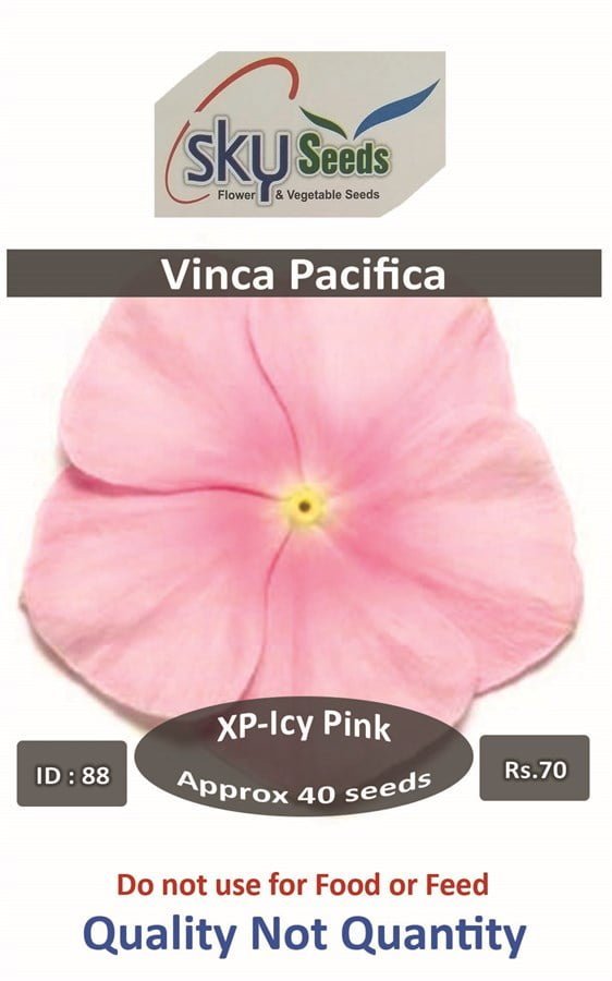 SKY SEEDS Pacifica XP Icy Pink Vinca APPROXIMATELY 40 SEEDS IN PACKET