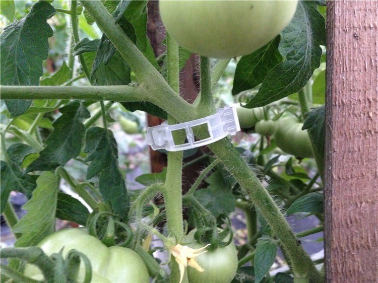 SKY SEEDS 10pcs Durable Plants Grafting Clips Enxertia Tool Garden Tomato Plastic Plant Clips for Garden Vine Vegetables