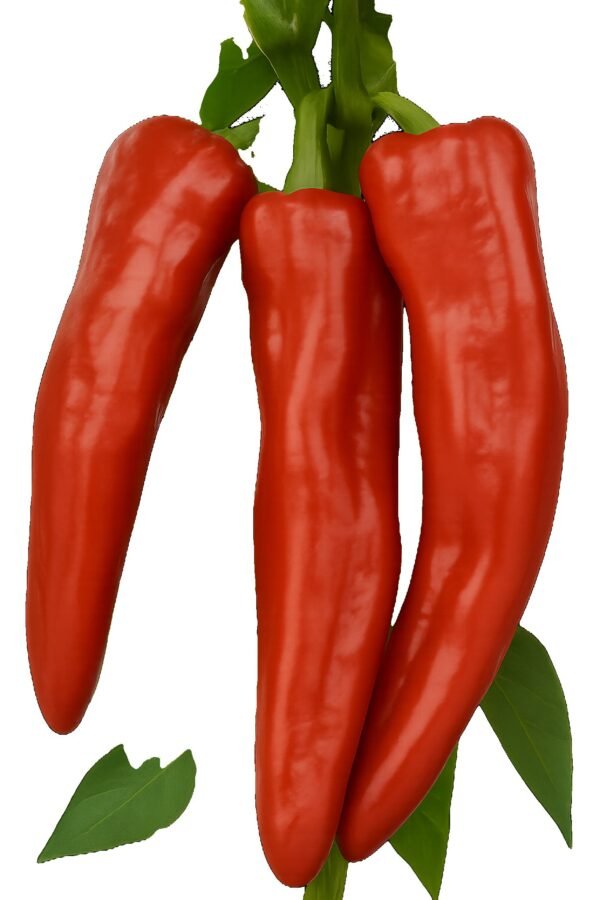 Pepper Corno di Toro Rosso