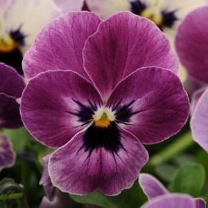 SKY SEEDS Sorbet XP Raspberry Viola *Approximately 40 seeds in each packet
