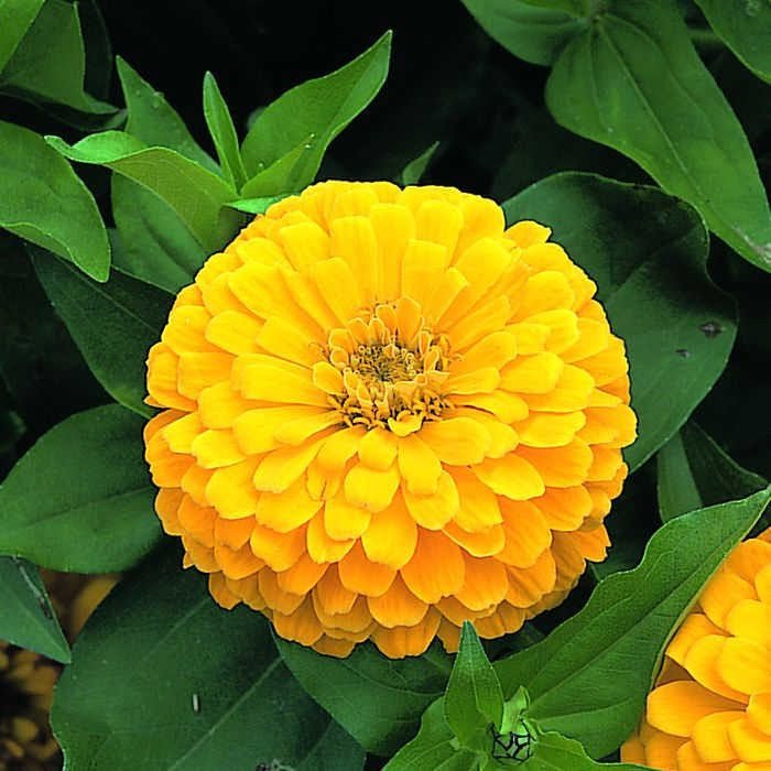 SKY SEEDS Zinnia Sky Dream Double Dwarf Hybrid f1 Yellow color Plants are 8 to 14 inches (20 to 40 centimeters) in height.
APPROXIMATELY 20 SEEDS