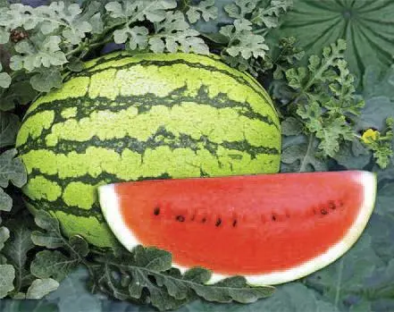 Green Zebra watermelon 100 Seeds