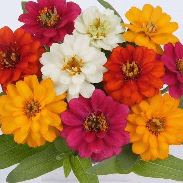 SKY SEEDS Zinnia hybrid f1 mixed Profusion Double 20 seeds in packet