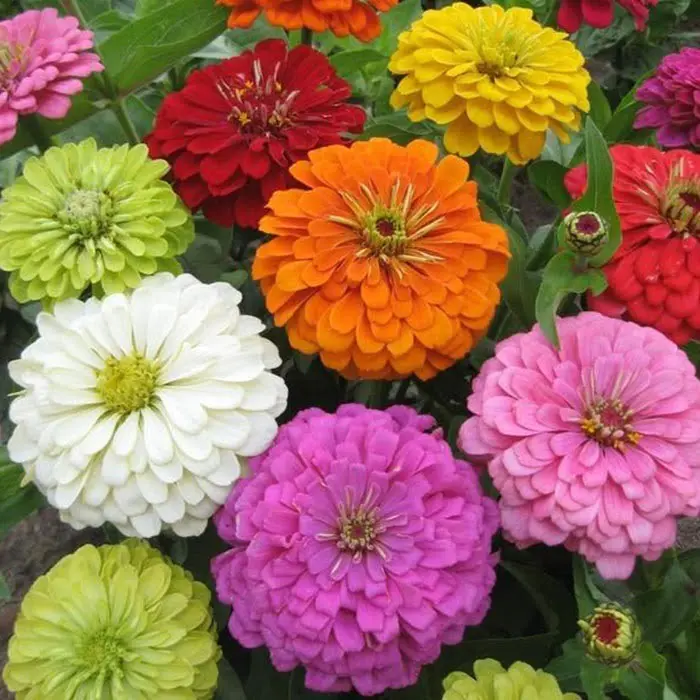 Zinnia elegans, Super Yoga Series Mixed