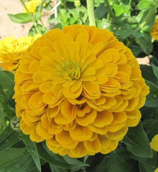 SKY SEEDS Zinnia elegans, Super Yoga Series Golden Yellow approximately 30 seeds