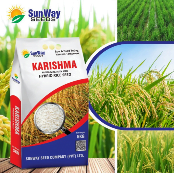 SKY SEEDS <h2 style="text-align: left;">Hybrid Paddy Seeds kashmala 5 KG BAG</h2> Hybrid Paddy Seeds, including the high-yielding Kashmala variety in 5 KG bags. Enjoy a 90% germination rate and average yields ranging from 3200 to 4000 kg."