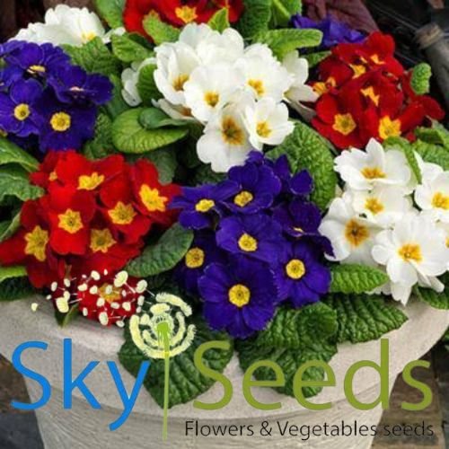 Hybrid-Flower seeds Seasonal Flowers - SKY SEEDS