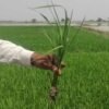 SKY SEEDS <h2 style="text-align: left;">Hybrid Paddy Seeds kashmala 5 KG BAG</h2> Hybrid Paddy Seeds, including the high-yielding Kashmala variety in 5 KG bags. Enjoy a 90% germination rate and average yields ranging from 3200 to 4000 kg."