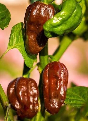 Pepper Seeds Habanero Chocolate