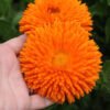 SKY SEEDS <h2>Calendula Seed Double Radio Flower Orange</h2> Grow vibrant, double-bloomed orange flowers with our high-quality Calendula seeds. Ideal for garden beds, borders, and containers. These easy-to-grow, hardy annuals add a splash of color and attract pollinators. Perfect for creating stunning floral displays. <div class="flex flex-grow flex-col max-w-full"> <div class="min-h-[20px] text-message flex flex-col items-start whitespace-pre-wrap break-words [.text-message+&]:mt-5 juice:w-full juice:items-end overflow-x-auto gap-2" dir="auto" data-message-author-role="assistant" data-message-id="1dd49ac3-5051-41b1-a00e-68ae83daa3ed"> <div class="flex w-full flex-col gap-1 juice:empty:hidden juice:first:pt-[3px]"> <div class="markdown prose w-full break-words dark:prose-invert light"> پاکستان میں ان بیجوں کو ابتدائی خزاں (ستمبر-اکتوبر) یا ابتدائی بہار (فروری-مارچ) میں بوئیں۔ کمپوسٹ سے بھرپور زرخیز مٹی استعمال کریں۔ بیجوں کو 1/4 انچ گہرائی میں اور 6-8 انچ کے فاصلے پر بوئیں۔ روزانہ 4-6 گھنٹے دھوپ اور نمی برقرار رکھیں </div> </div> </div> </div> <div class="mt-1 flex gap-3 empty:hidden juice:-ml-3"> <div class="items-center justify-start rounded-xl p-1 flex"> <div class="flex items-center"><button class="rounded-lg text-token-text-secondary hover:bg-token-main-surface-secondary"> </button></div> </div> </div>