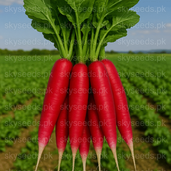 Radish Candela di Fuoco