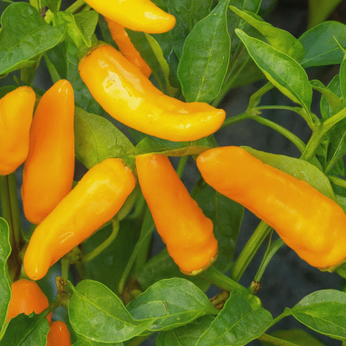 Pepper Peperone Piccante Stromboli