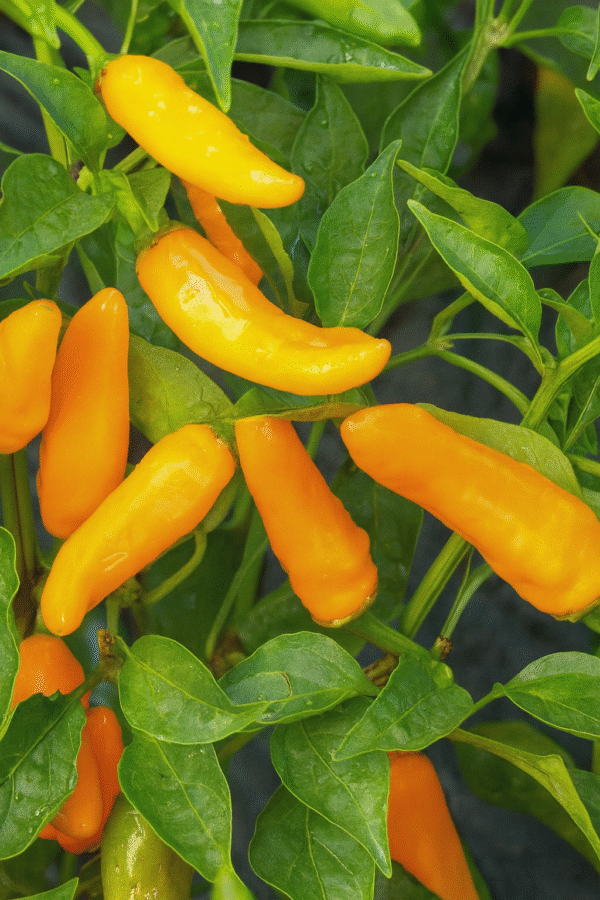 Pepper Peperone Piccante Stromboli