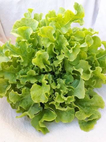 Green Salad Bowl Lattice