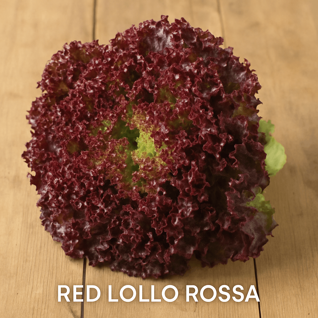 Lettuce Red Lollo Rossa - Sky Seed Store