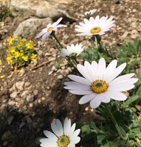 2024/08/1000612518.jpg Osteospermum Flower Seeds White