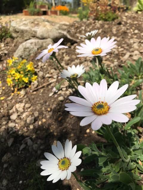2024/08/1000612518.jpg Osteospermum Flower Seeds White