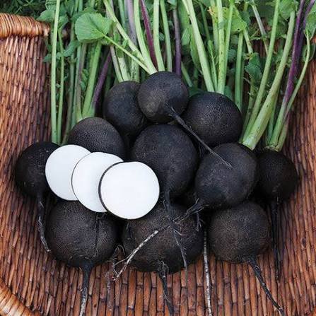 Radish Round Frost Black