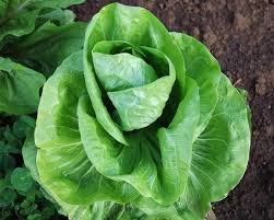 Chicory Achicoria Lettuce Seeds