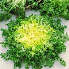Lettuce Curly Endive