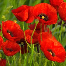 Poppy Seeds Red