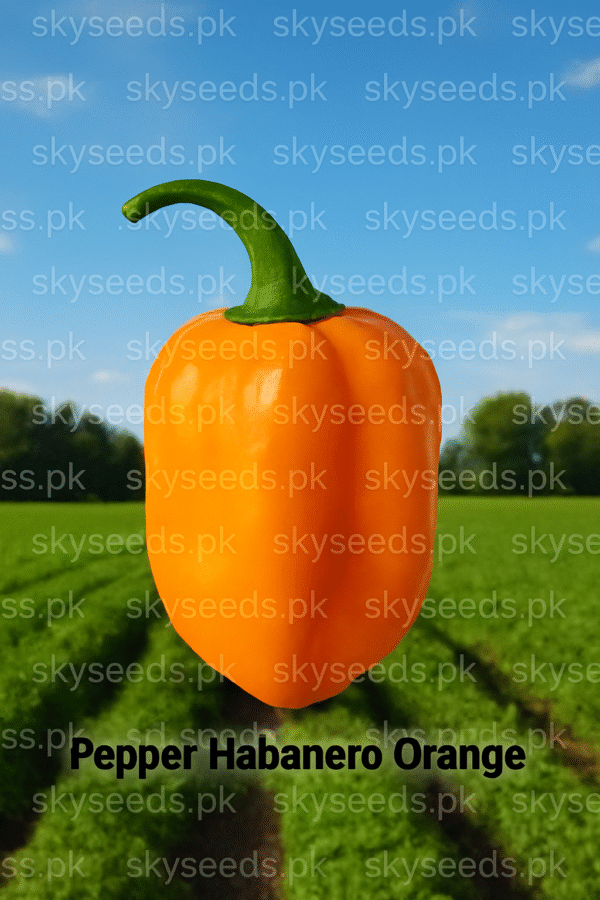 Pepper Habanero Orange  Copy