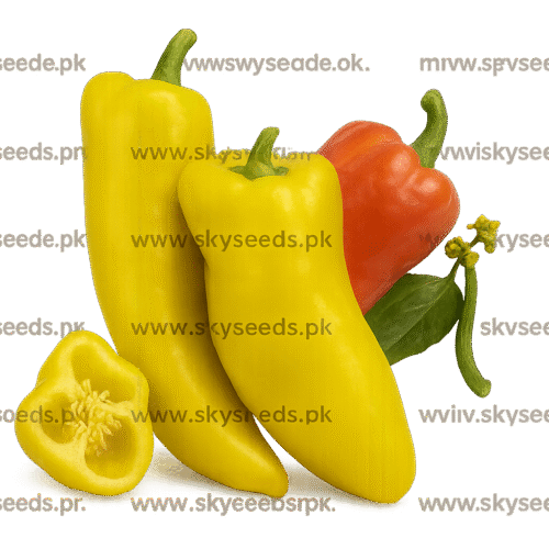 Pepper Golden Drop