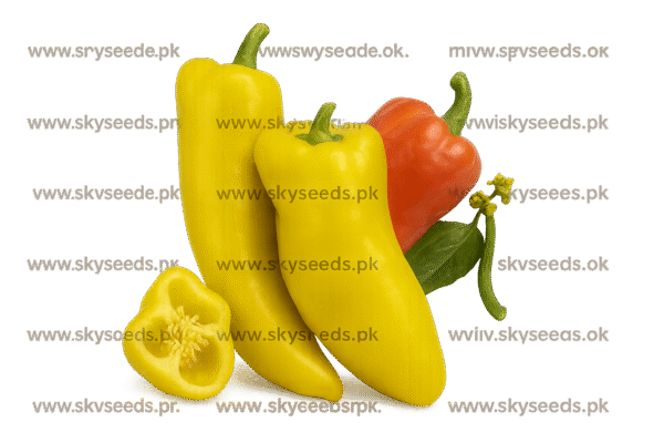 Pepper Golden Drop