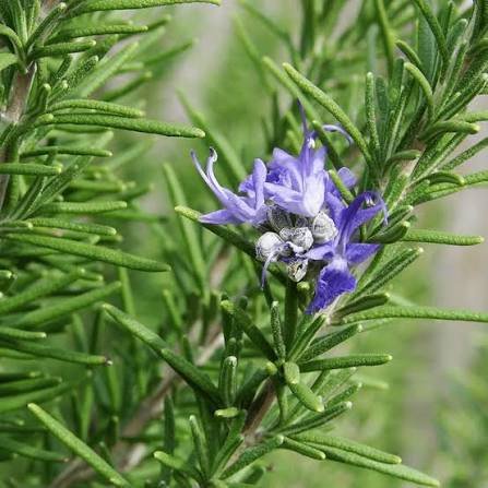 Rosemary Herb Seeds
