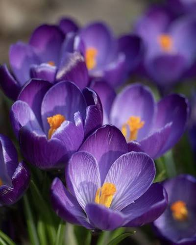 Crocus Flower Bulbs