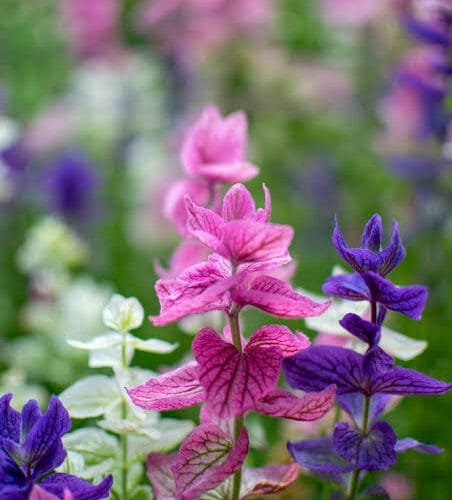 salvia tricolor mix flower