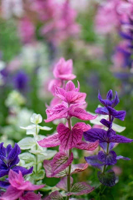 salvia tricolour mix flower salvia tricolor mix flower