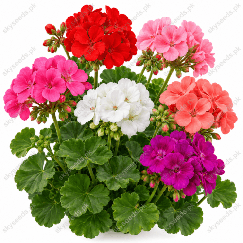 Geranium Mix Color Flower Seeds – mixed ornamental blooms SkySeeds.pk