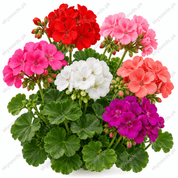 Geranium Mix Color Flower Seeds – mixed ornamental blooms SkySeeds.pk