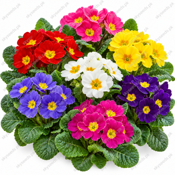 2026/10/1001151654-1.png Primula Mix Color Flower Seeds – mixed winter flowers SkySeeds.pk